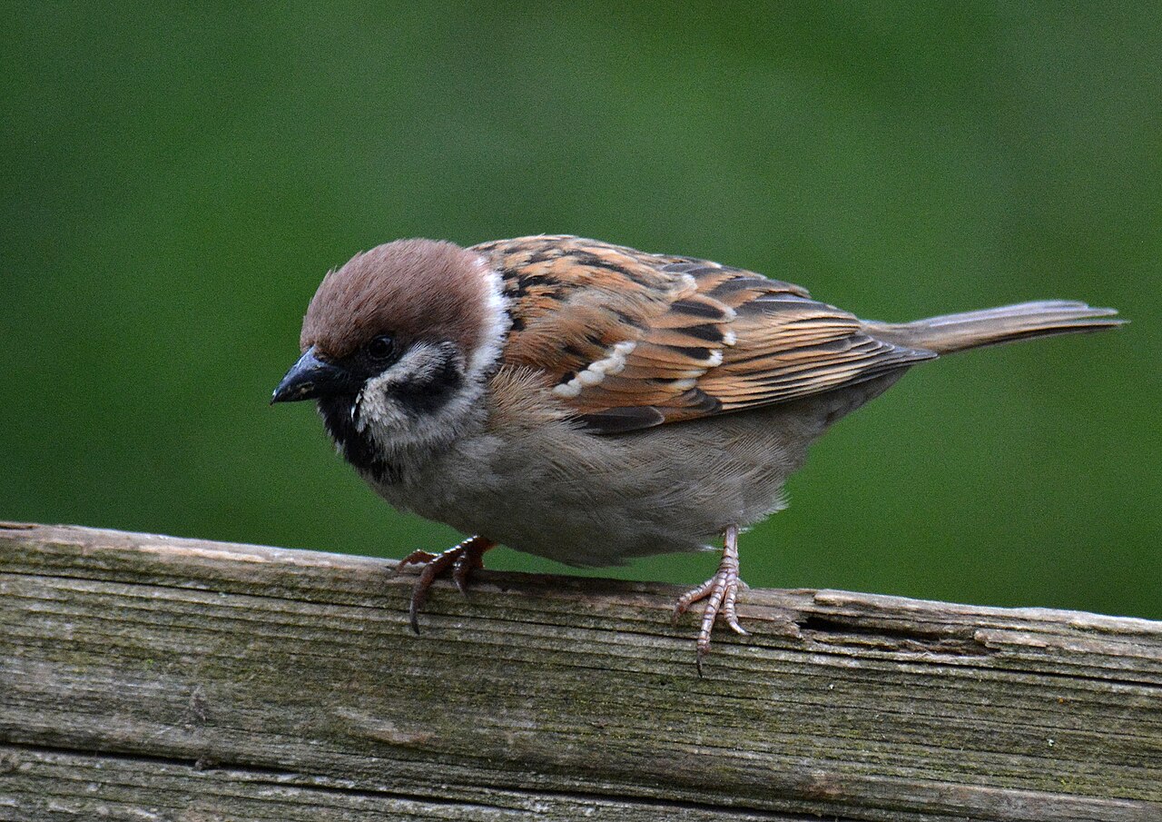 麻雀 Passer montanus